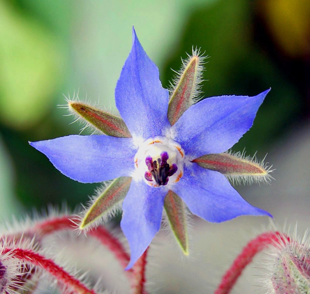 گاو زبان اروپایی